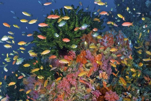 Reef scenic, Triton Bay, Papua, Indonesia